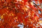 日光1